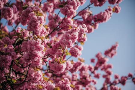  Japonske češnje v polnem razcvetu